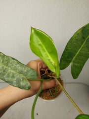 Philodendron Burle Marx Verde