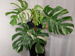 Monstera Variegata Adult