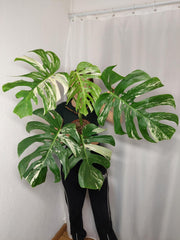 Monstera Variegata Adult