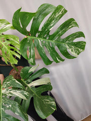 Monstera Variegata Adult