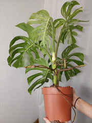 Monstera Variegata Adult
