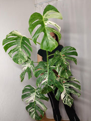 Monstera Variegata Adult