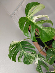 Monstera Variegata Adult