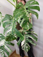 Monstera Variegata Adult