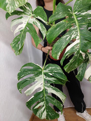 Monstera Variegata Adult