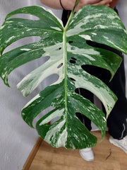 Monstera Variegata Adult