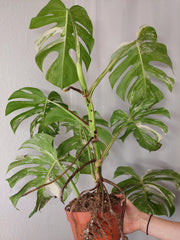 Monstera Variegata Adult