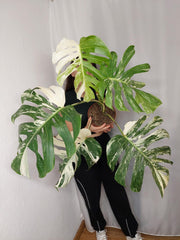Monstera Variegata Adult