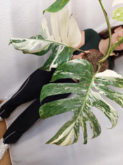 Monstera Variegata Adult