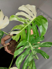Monstera Variegata Adult