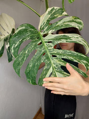 Monstera Variegata Adult