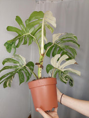 Monstera Variegata Adult
