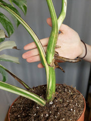 Monstera Variegata Adult
