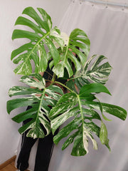 Monstera Variegata Adult