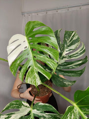 Monstera Variegata Adult