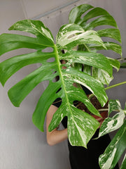 Monstera Variegata Adult