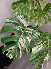 Monstera Variegata Adult