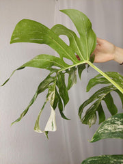 Monstera Variegata Adult
