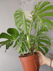 Monstera Variegata Adult