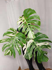 Monstera Variegata Adult