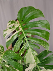Monstera Variegata Adult