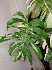 Monstera Variegata Adult