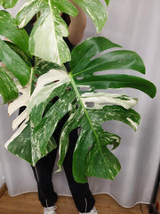 Monstera Variegata Adult
