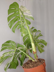 Monstera Variegata Adult