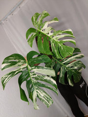 Monstera Variegata Adult