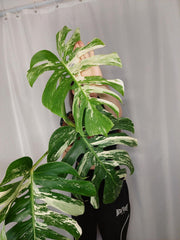Monstera Variegata Adult