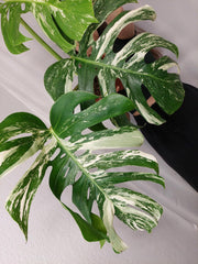 Monstera Variegata Adult