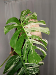Monstera Variegata Adult