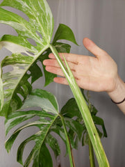 Monstera Variegata Adult
