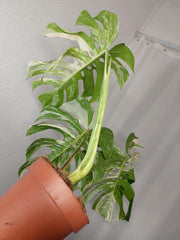 Monstera Variegata Adult