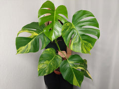Monstera Aurea