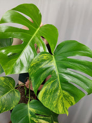 Monstera Aurea