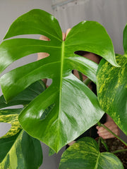 Monstera Aurea