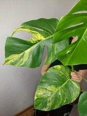 Monstera Aurea
