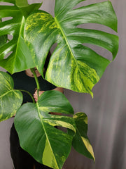 Monstera Aurea