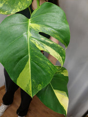 Monstera Aurea