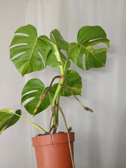 Monstera Aurea
