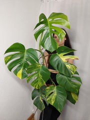 Monstera Aurea
