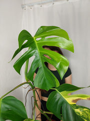 Monstera Aurea