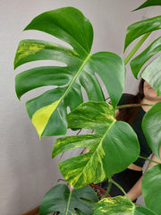 Monstera Aurea