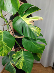Monstera Aurea