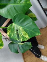 Monstera Aurea