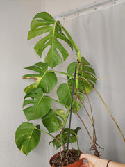 Monstera Aurea