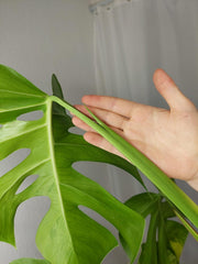 Monstera Aurea