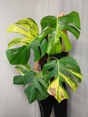 Monstera Aurea