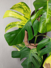 Monstera Aurea